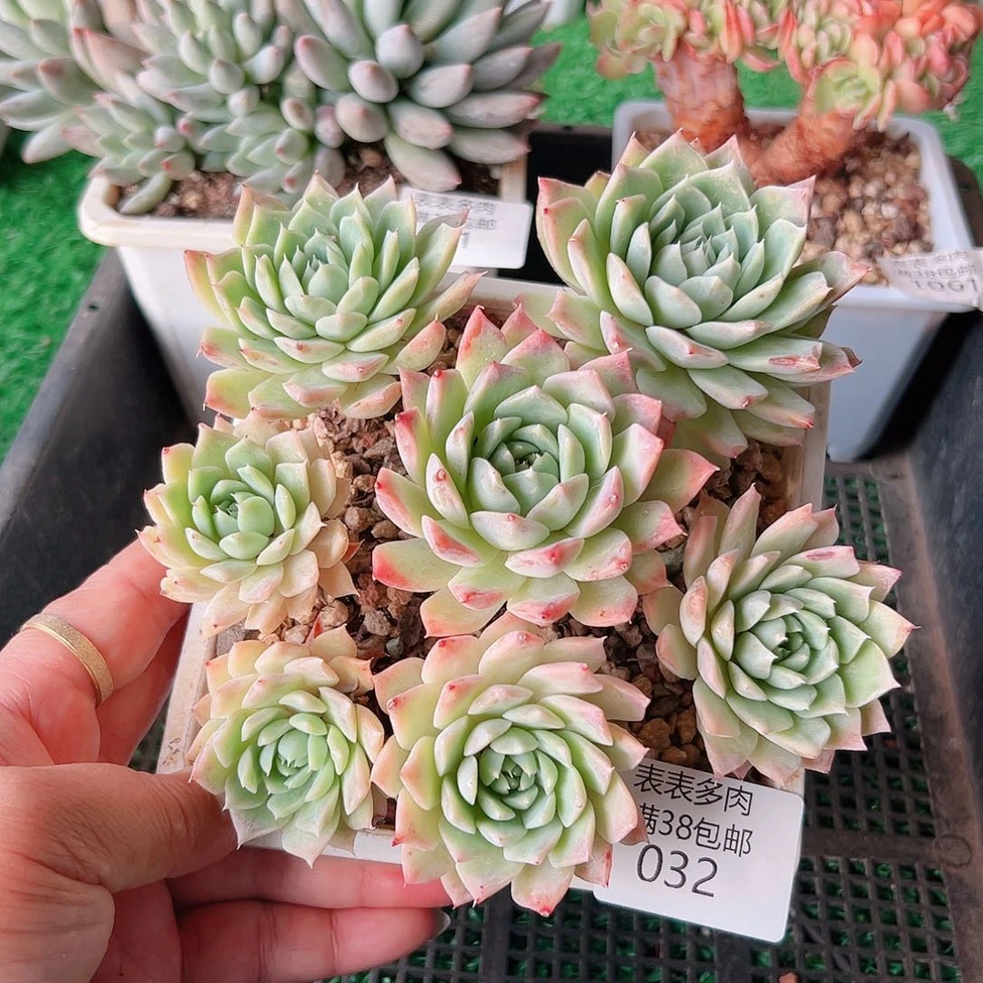 多肉一物一拍植物032