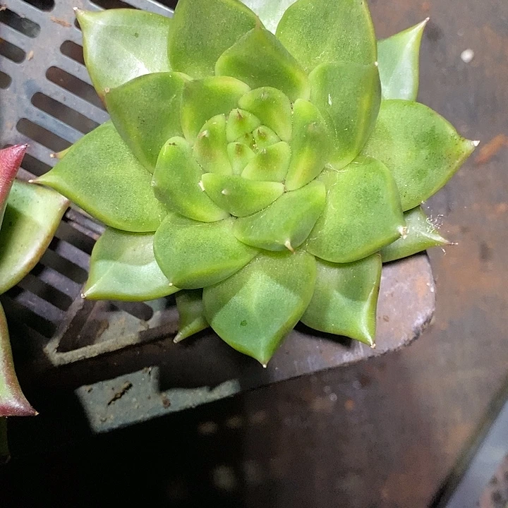 爱***哥福利大漏绿宝石4