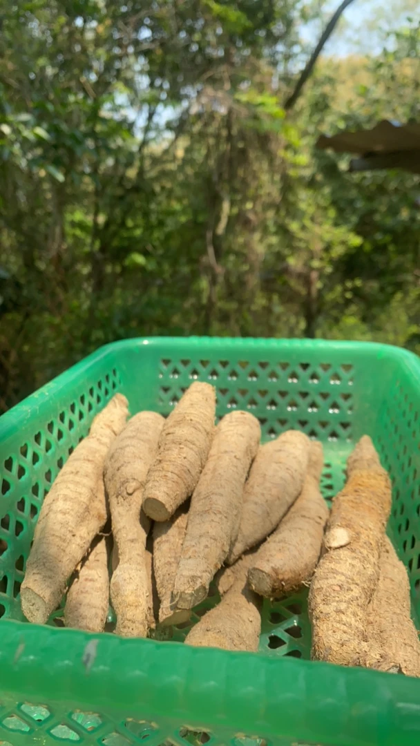 [中圆牛]野挖新鲜牛大力，煲汤泡酒。