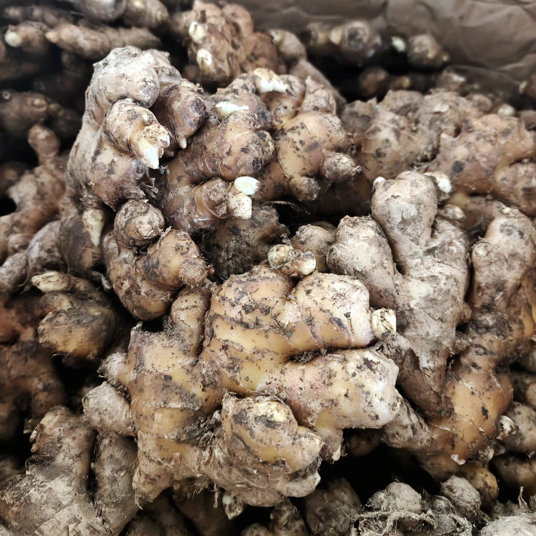 云南小黄姜新鲜现挖老姜整箱批发鲜美农家自种生姜【两年老姜1500】