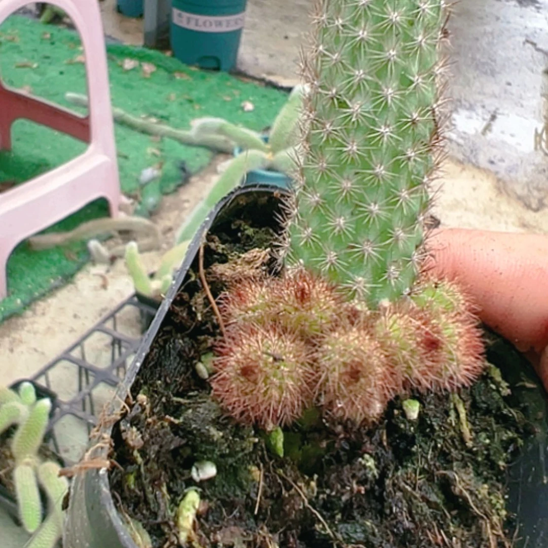 【闪购商品】橙花金妞偏远不拍
