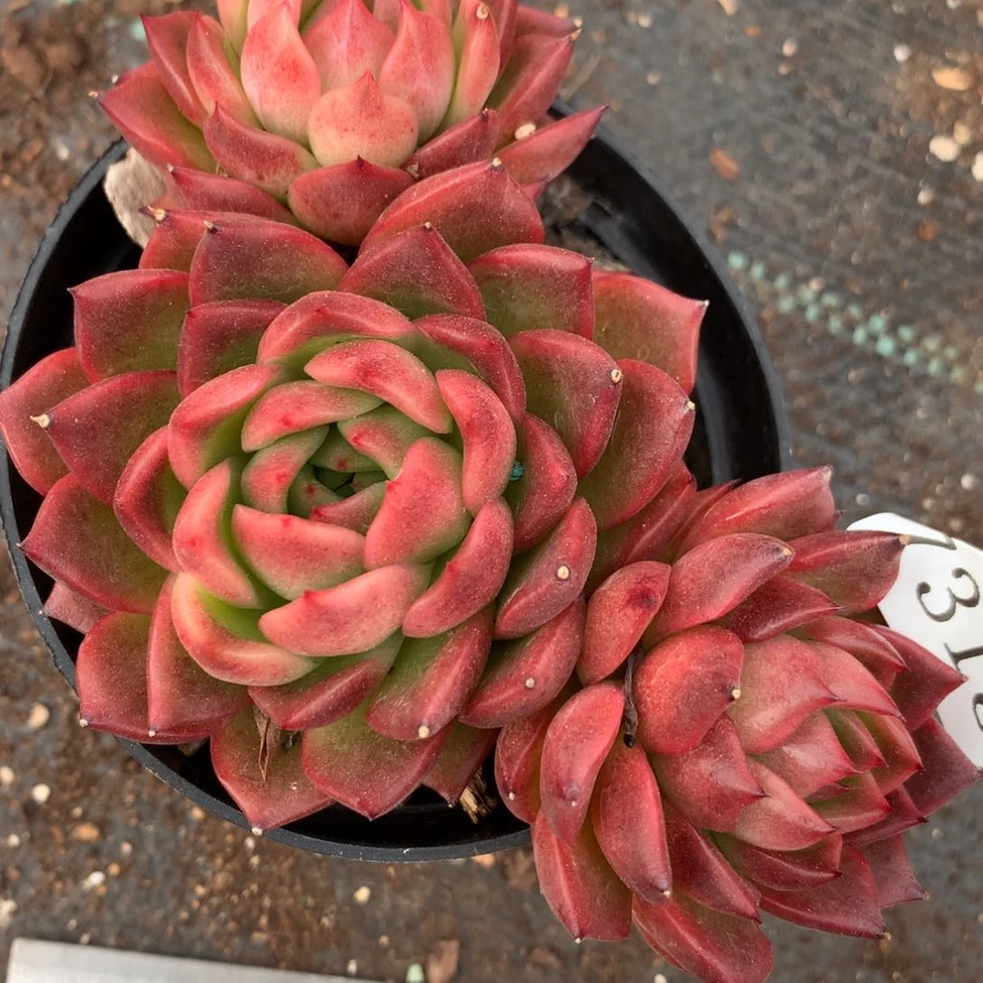 7315杂交多肉老桩