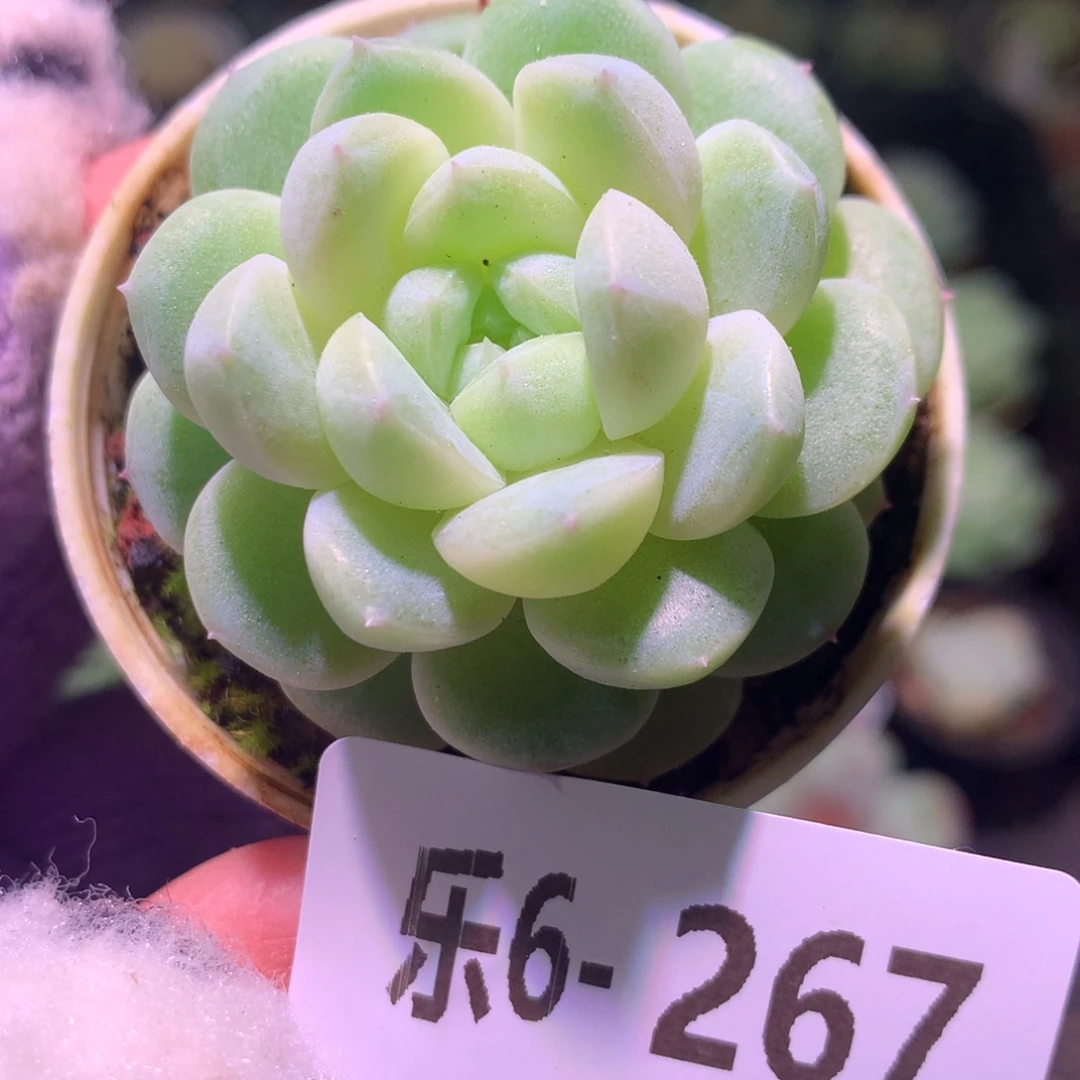 乐然 6-267 白梦单头