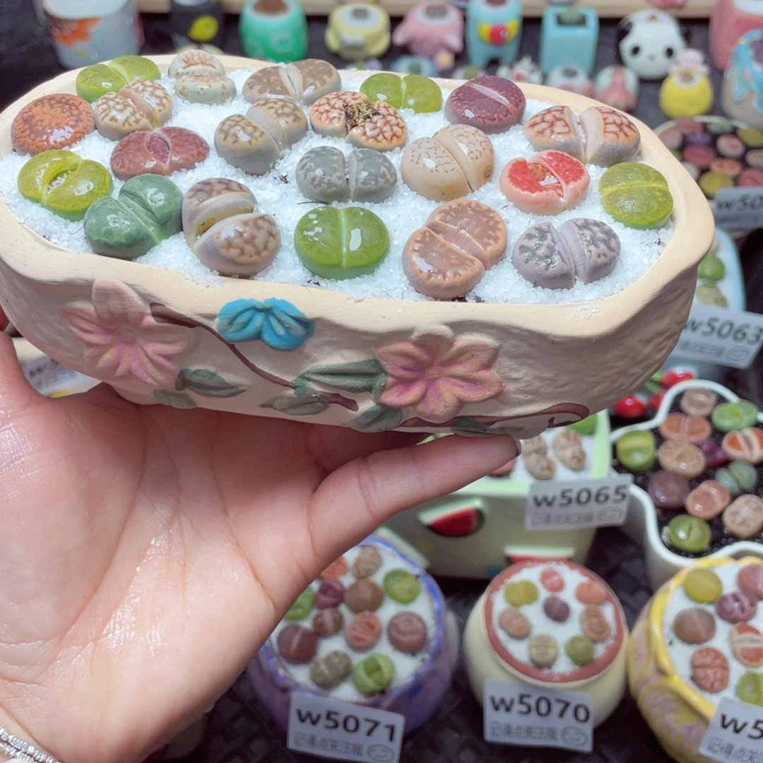 w5074 带盆土发货-零下地区拍保温箱