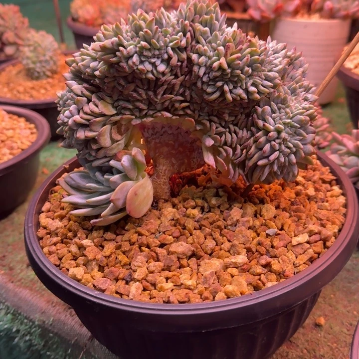 星影树缀无砍多肉