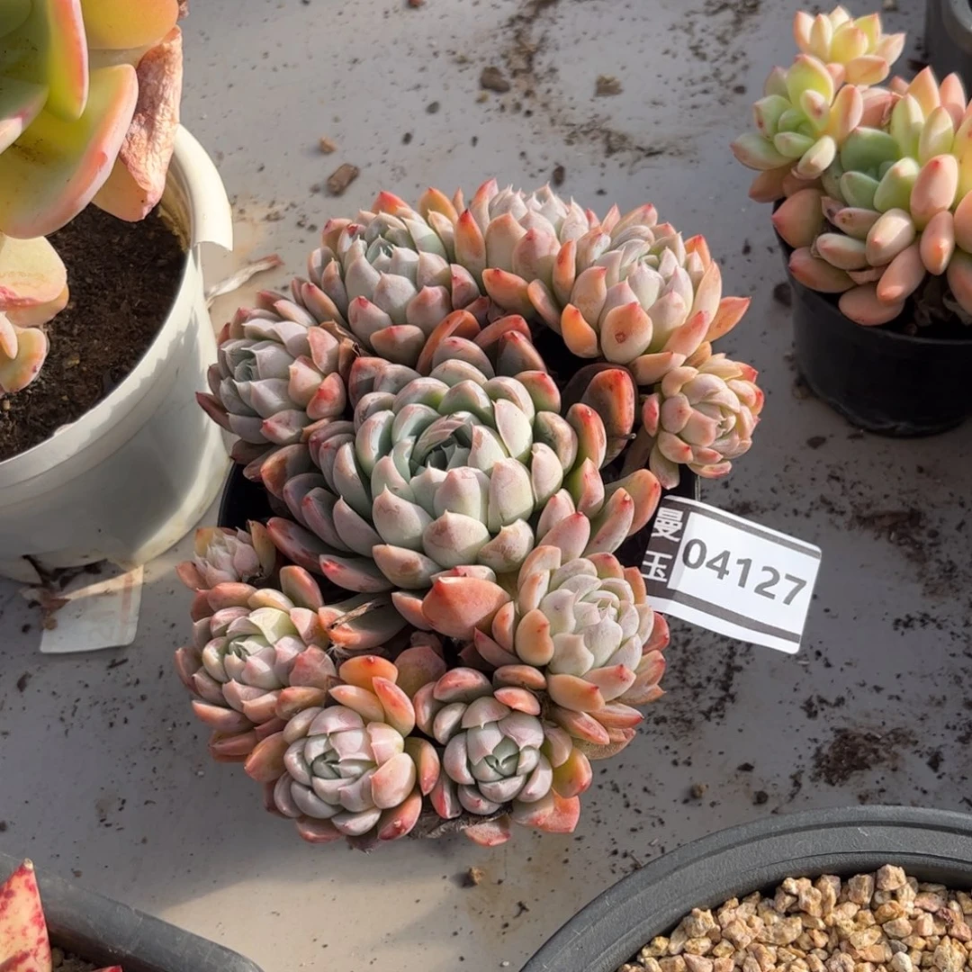 爱莎杂多肉植物04127