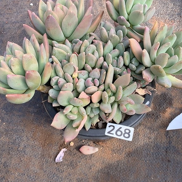 268海洋之星 一物一拍多肉