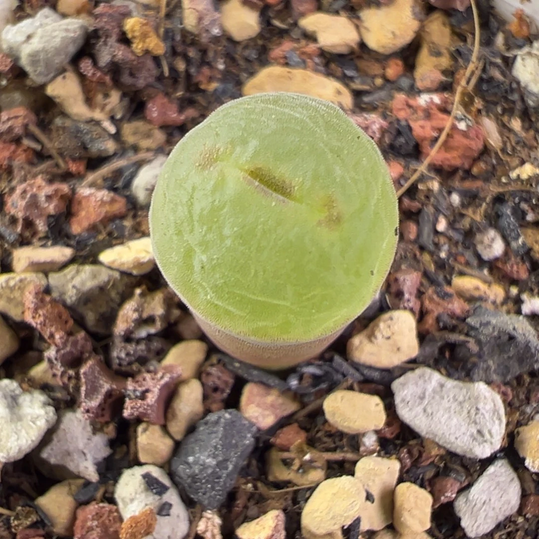 06粉红女郎纽扣母本一物一拍