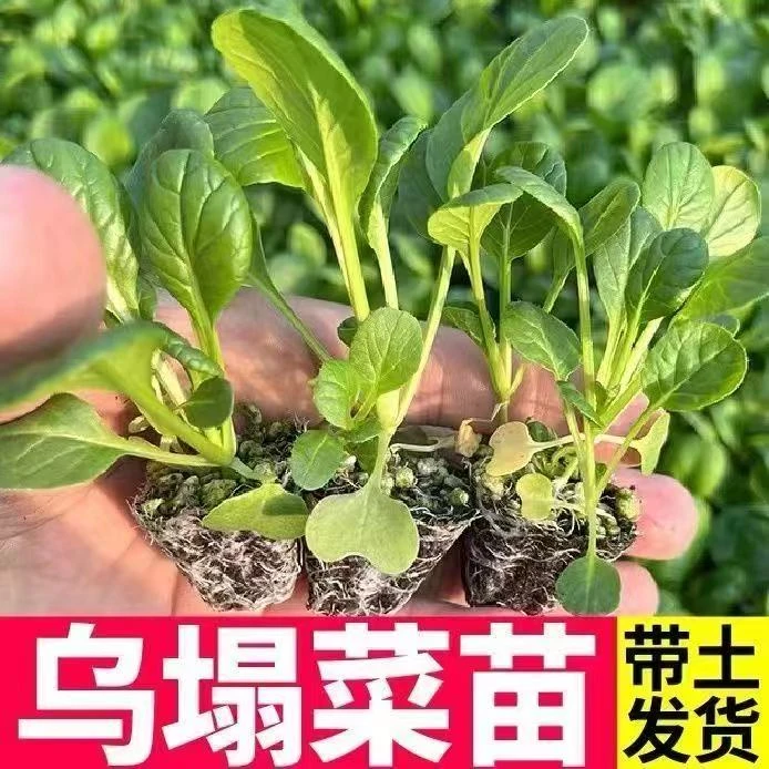 八叶乌塌菜高钙蔬菜秧苗春秋四季播农家易种