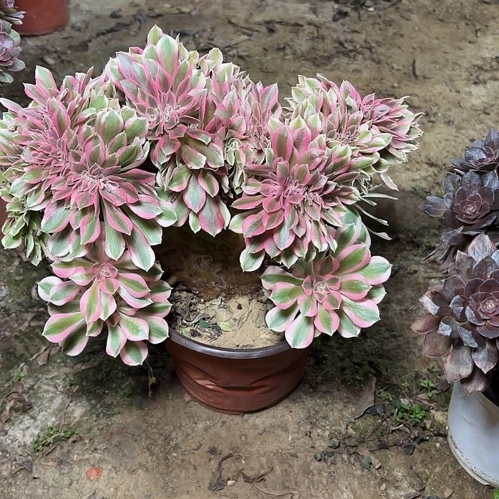 多肉植物红秀缀50