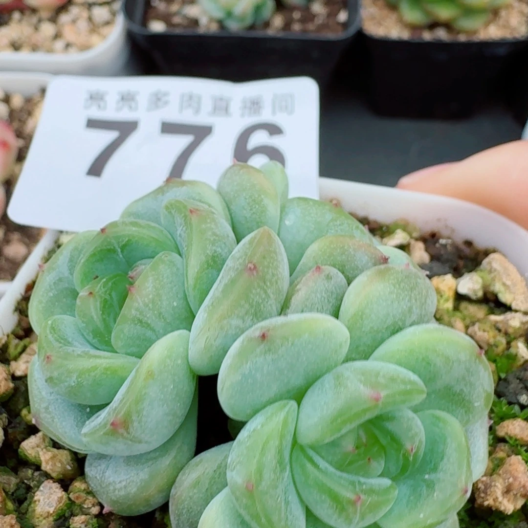 甜心群生            精美多肉植物