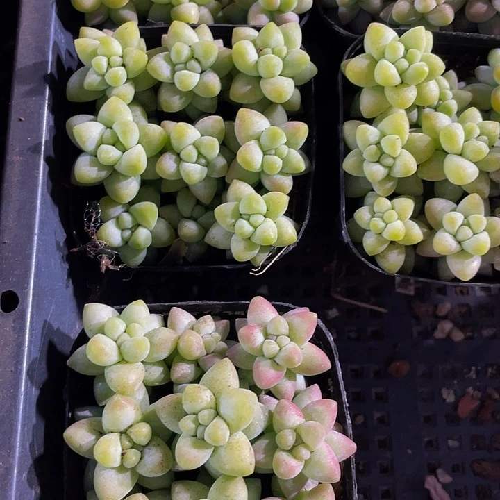 玉坠2.8带盆土发