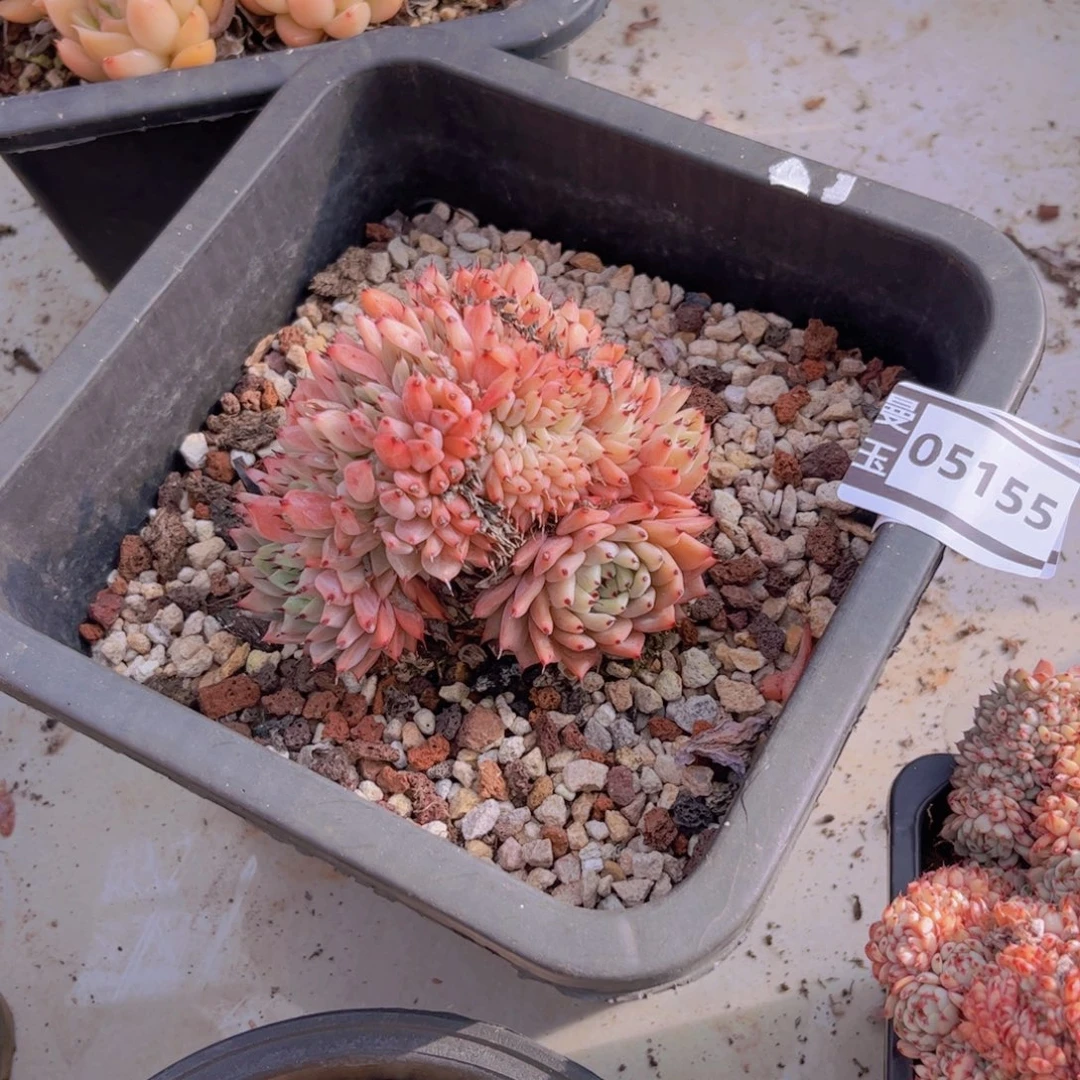 绿爪缀多肉植物05155