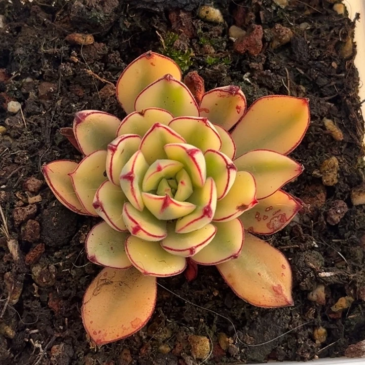 丹尼尔锦腹轮锦发货多肉