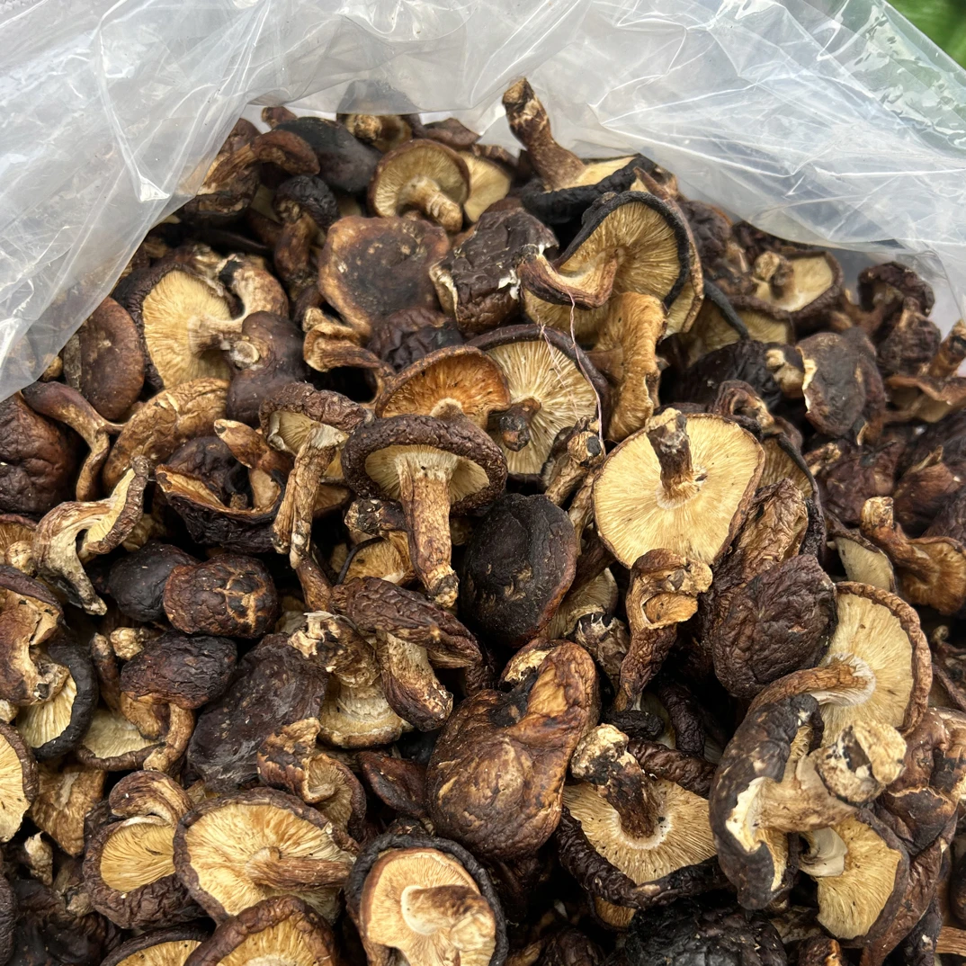 广西香菇 野香菇 气味香浓甘