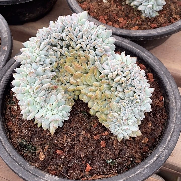 石榴子星影缀化多肉