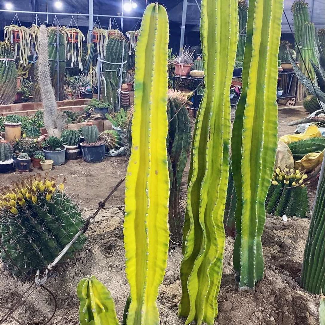 豪*000000000000000000