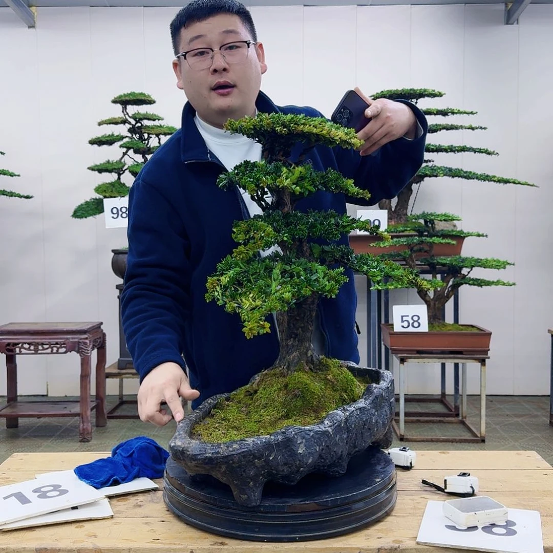 盆景罗汉松造型盆景