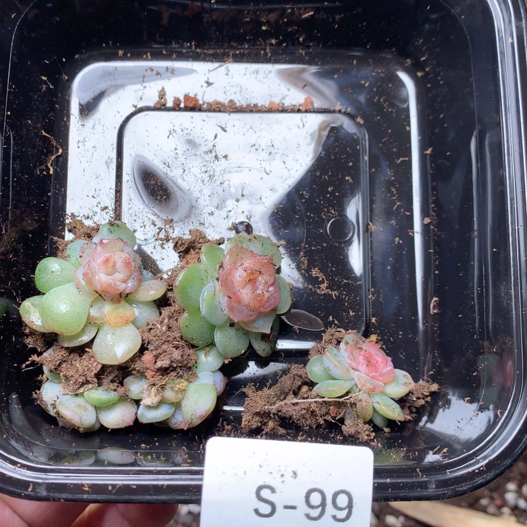 白****无花朵S99英语英语