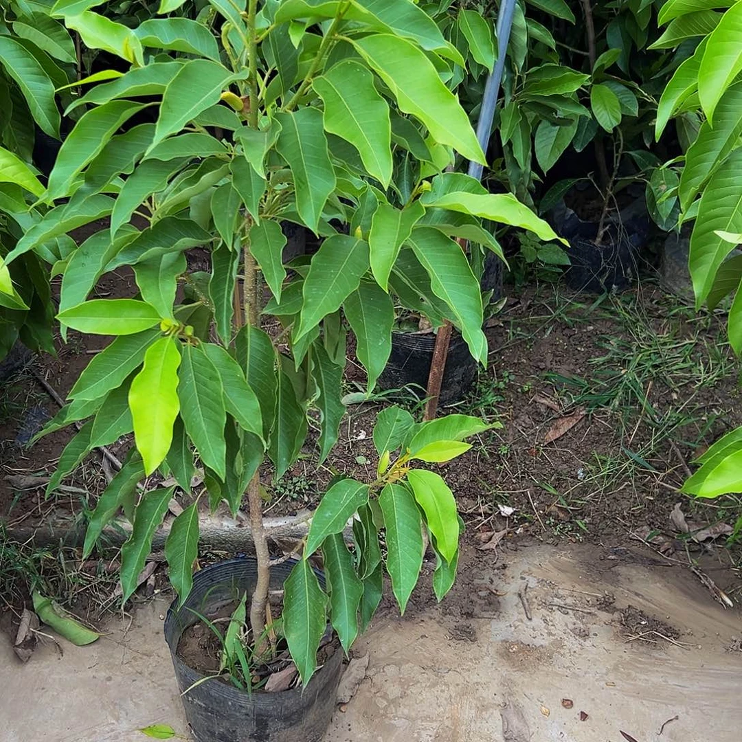 完全开放黄兰直播间福利款85