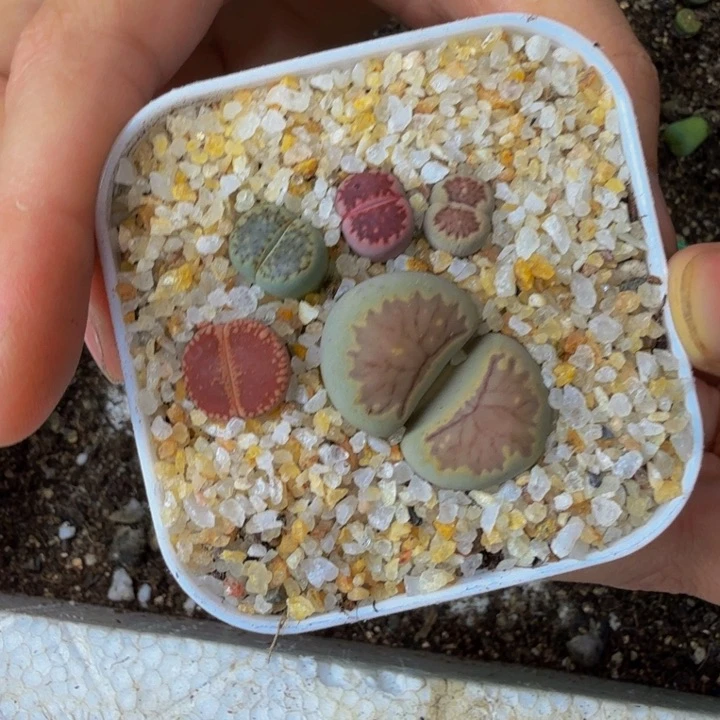 至*多肉植物的生长发育121