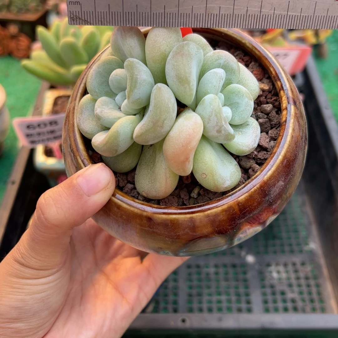 表妹精品多肉植物327.