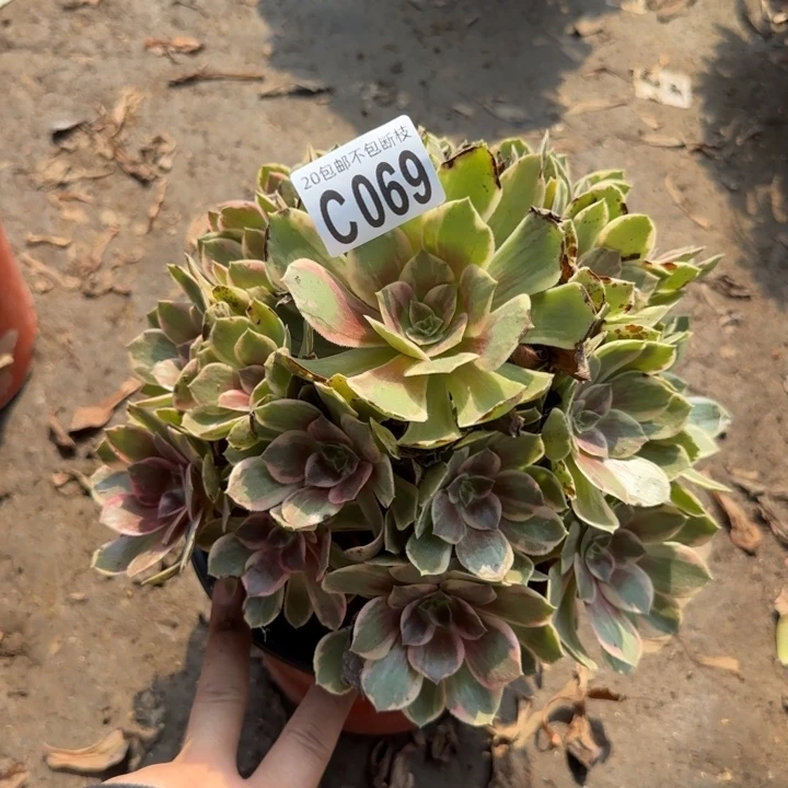 浣纱……多肉植物……