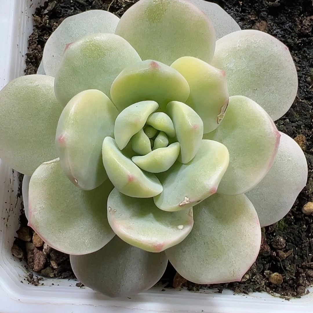 满38包邮香草锦多肉植物锦