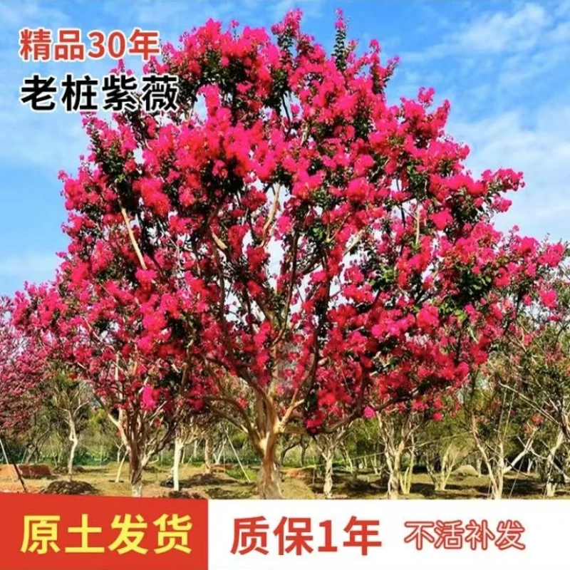 紫薇树树苗盆栽地栽植物