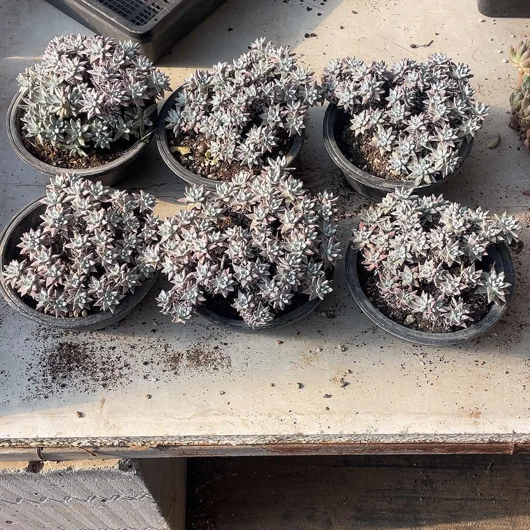 160盆白菊两颗一物一拍砍头