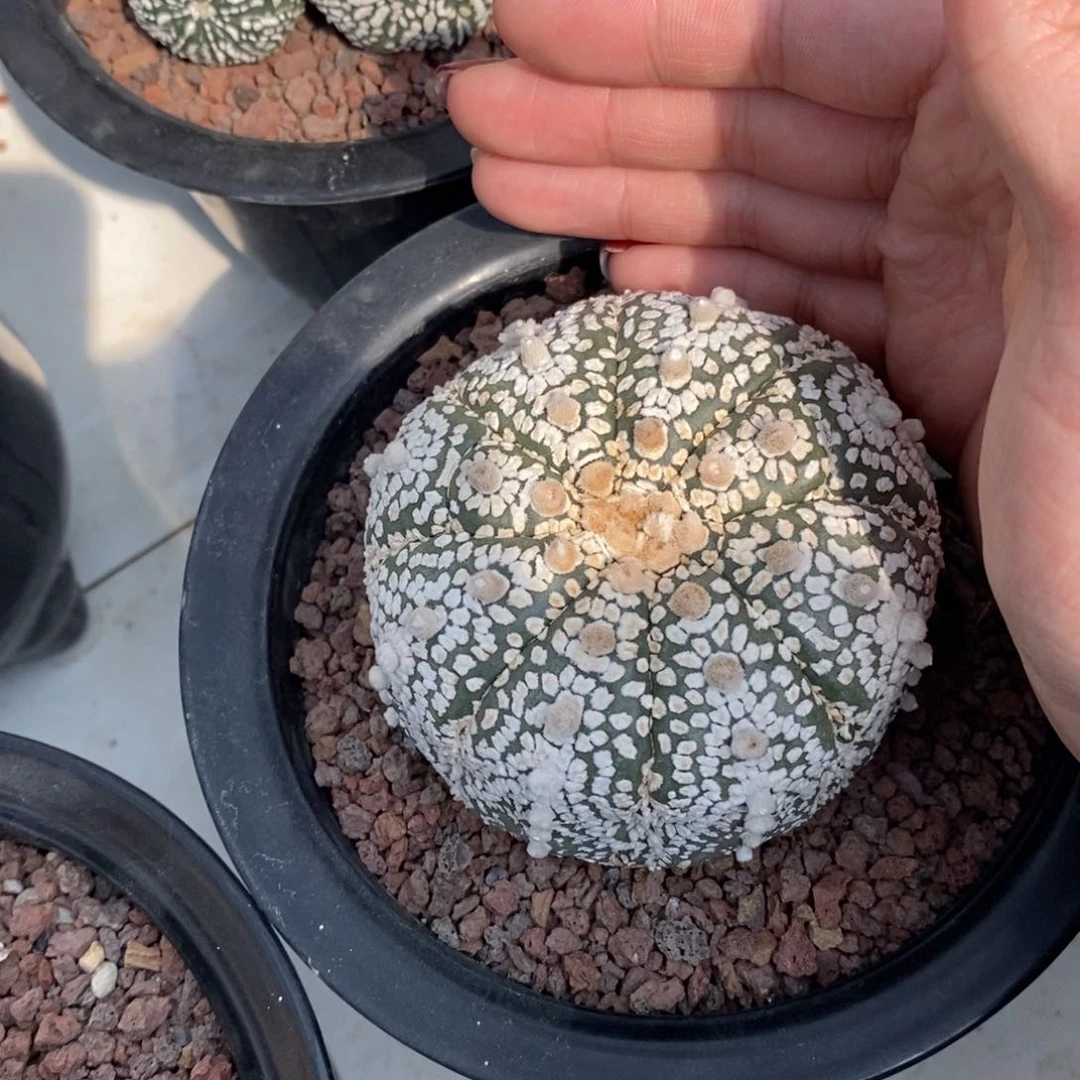 超兜实生带盆发货