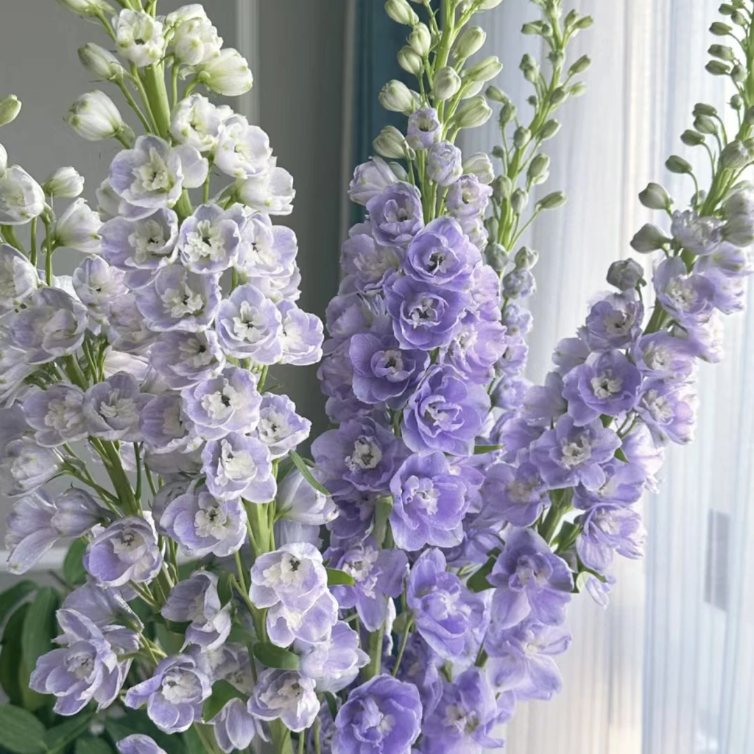 【思芹花卉|大飞燕A级】花瓣轻盈灵动，云南鲜花基地直发，顺丰包邮