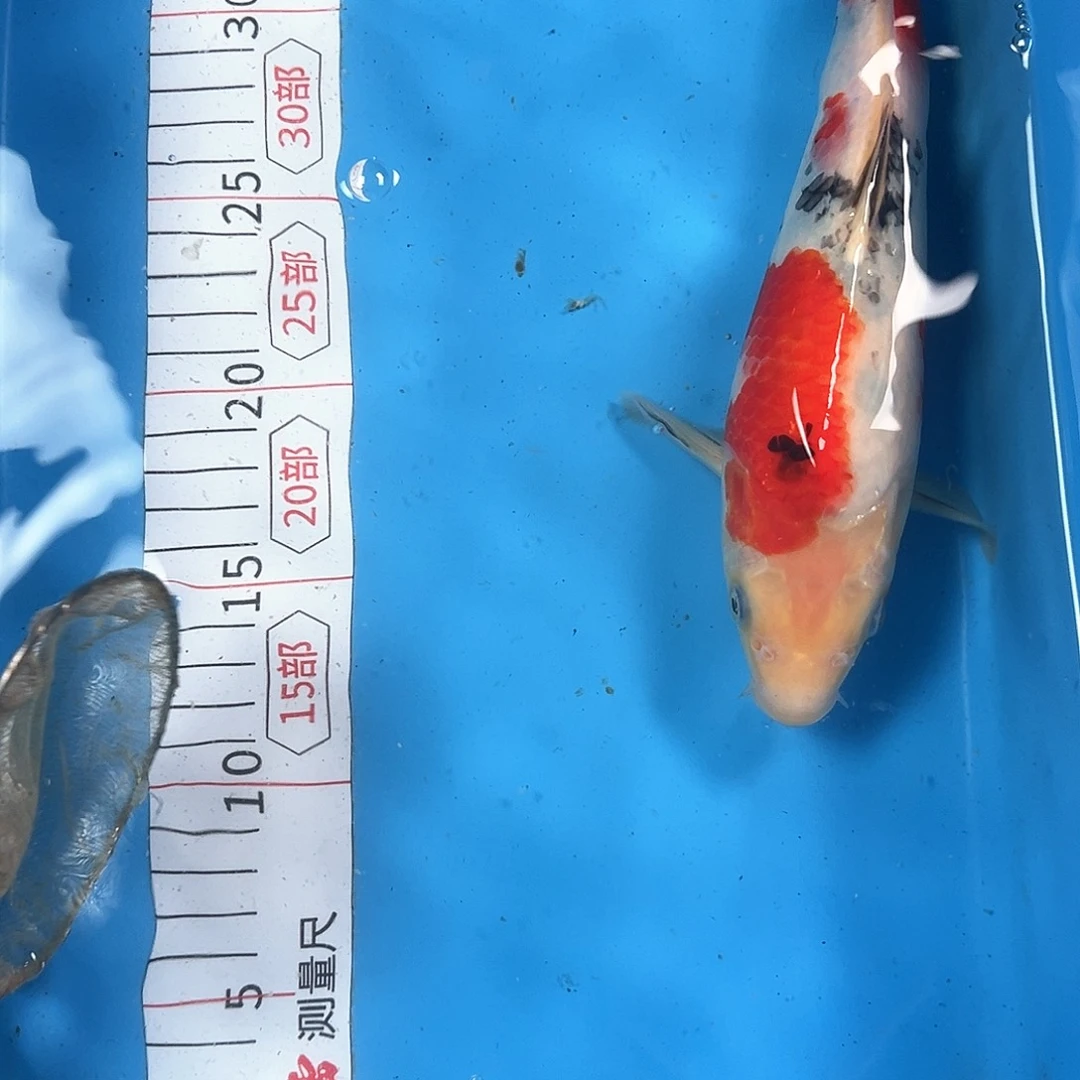 锦鲤鑫泓锦鲤养殖