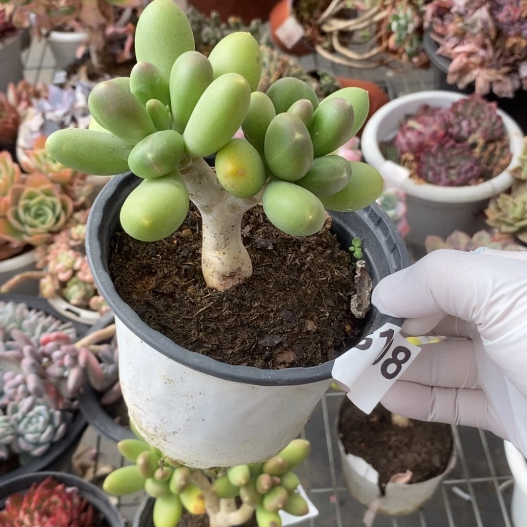 518金蝉老桩一物一拍