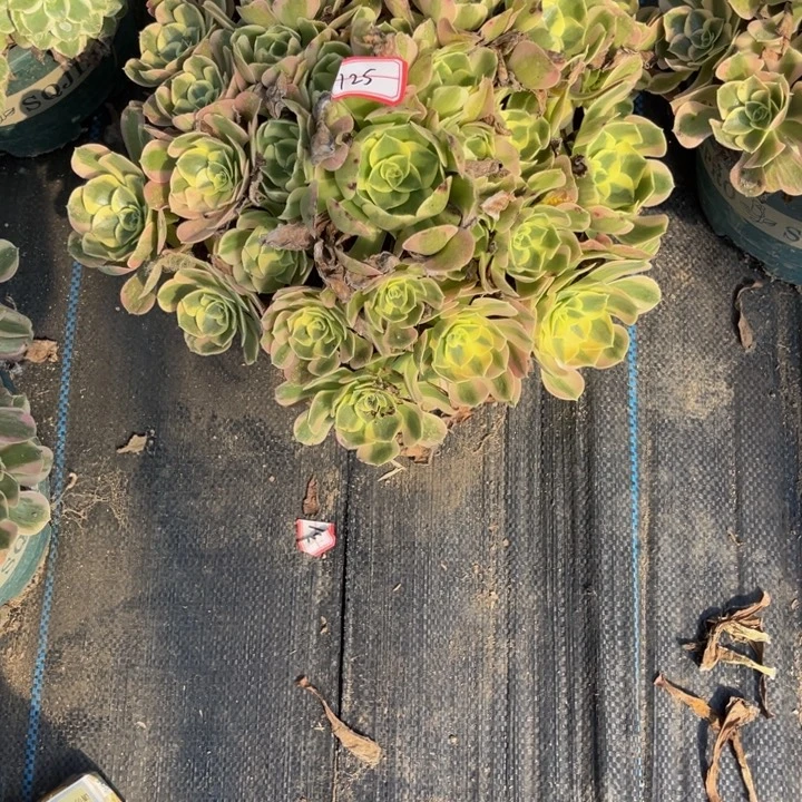 125女郎多肉植物法师