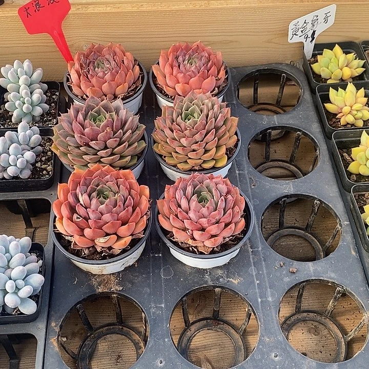 大浪漫，福利多多