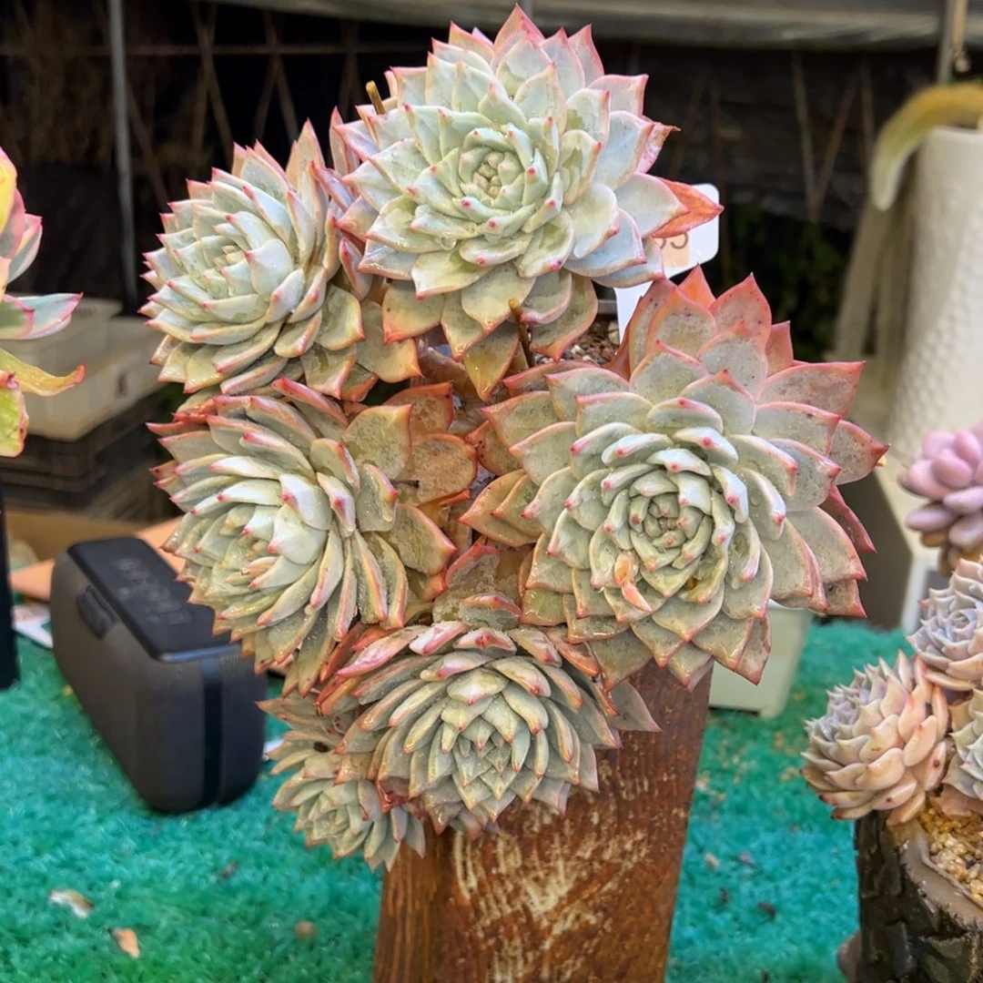 粉蓝鸟，，，，，，，，，，，，，