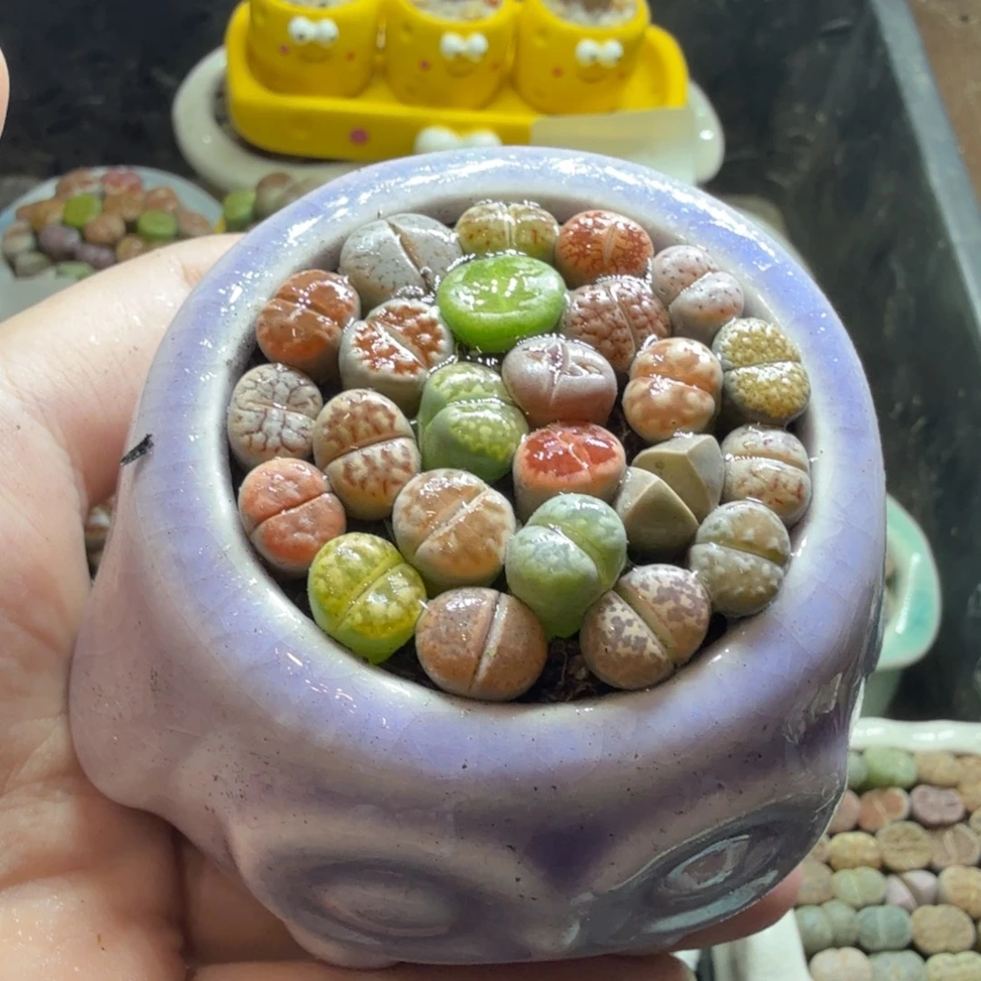 多肉葡萄的味道真的625