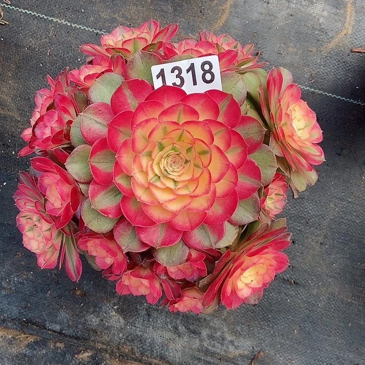 红陶美**琴1318荔枝3冠服20以上