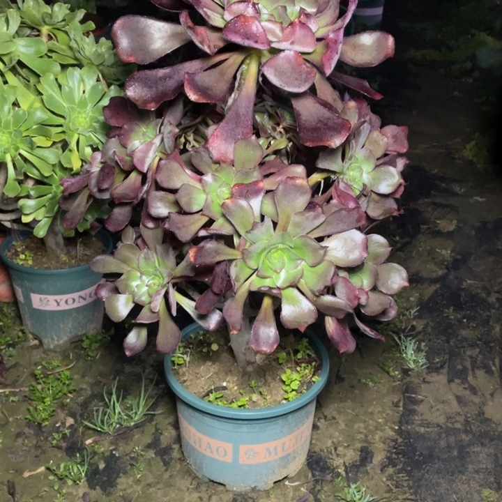 36巫毒多肉多肉植物多肉多肉