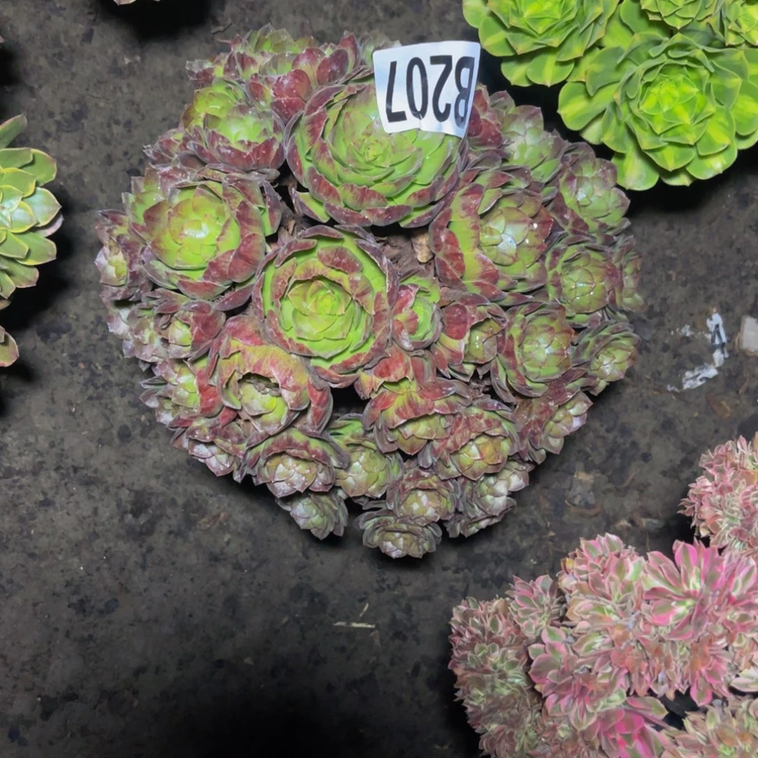 黑魔法师164/////35包邮