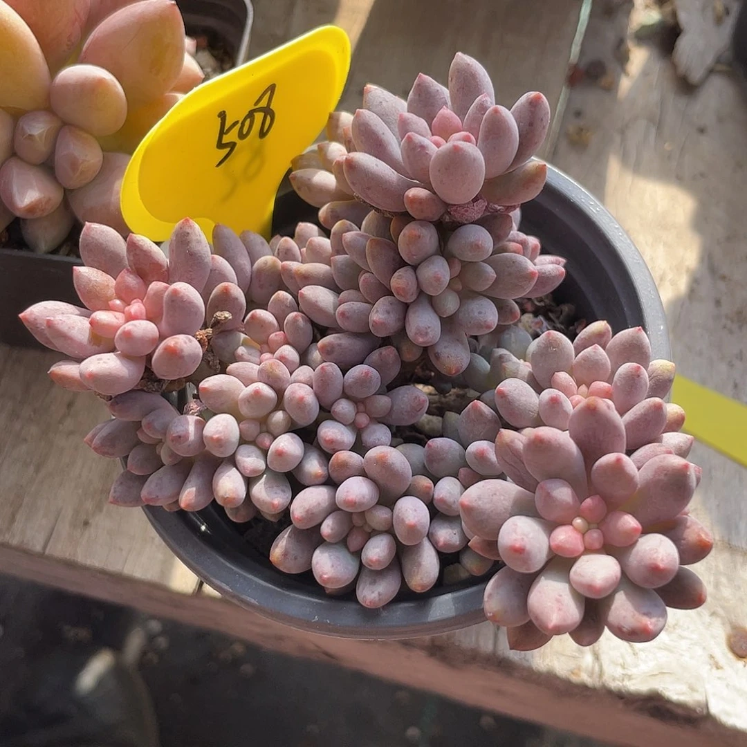 砂糖橘多肉植物群生508