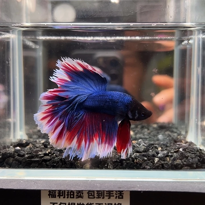 斗鱼竞拍跑单拉黑25日23