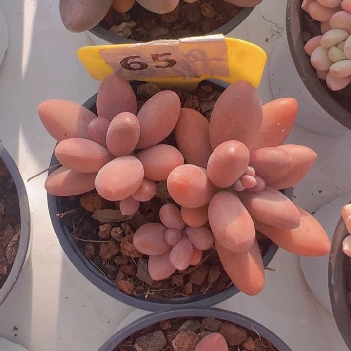 健健康康平平安安