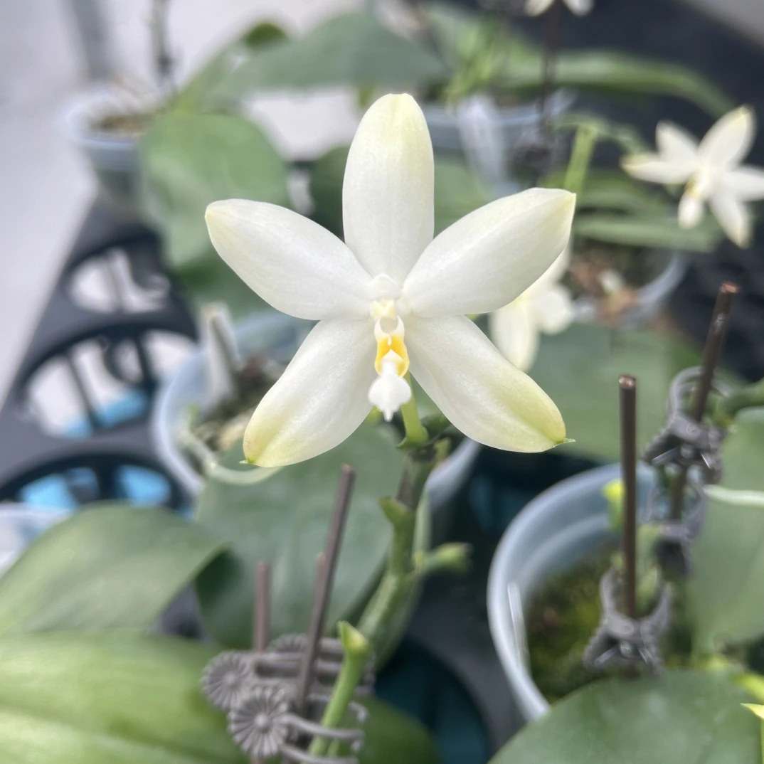花农杰哥原生种蝴蝶兰直播用JG2311香妃