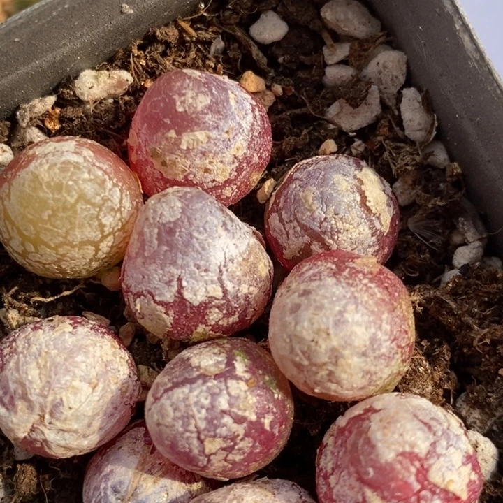 648灯泡一组一组