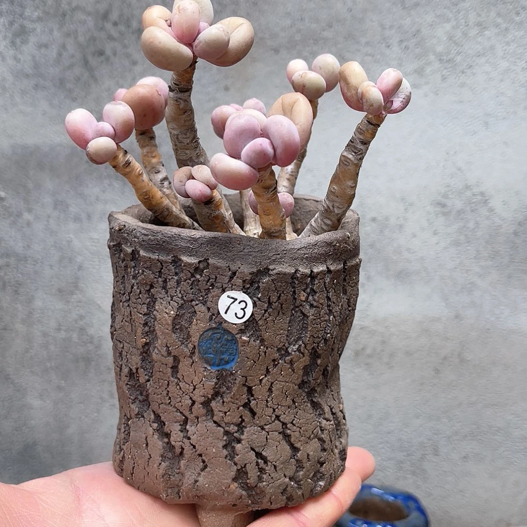 红陶微瑕特价内口7外高9