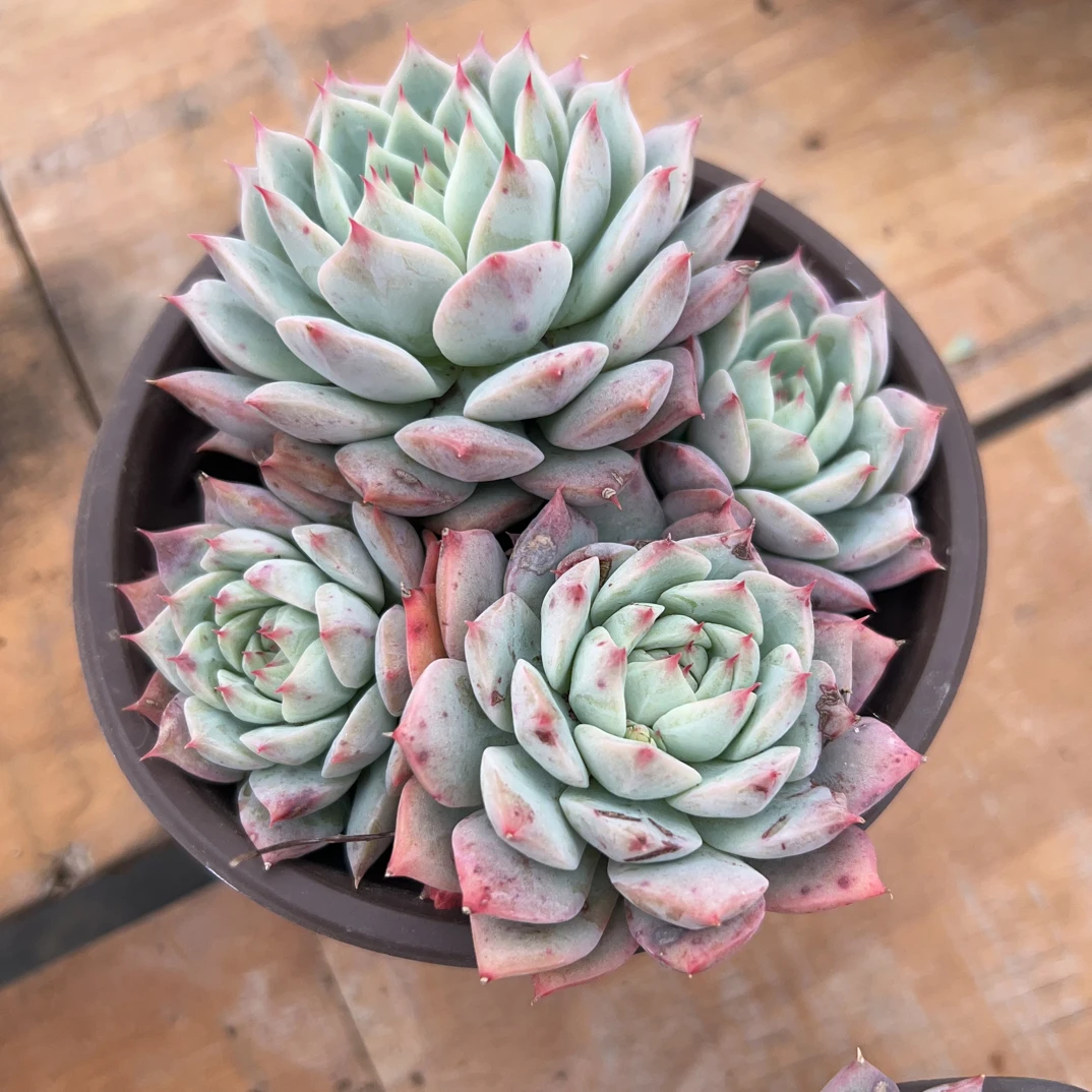 TP多肉植物    全场满16.8包邮，实物以直播展示为准