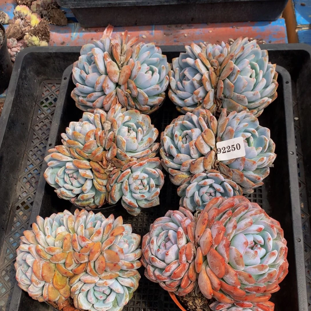 92250嗯嗯嗯嗯好想吃什么都