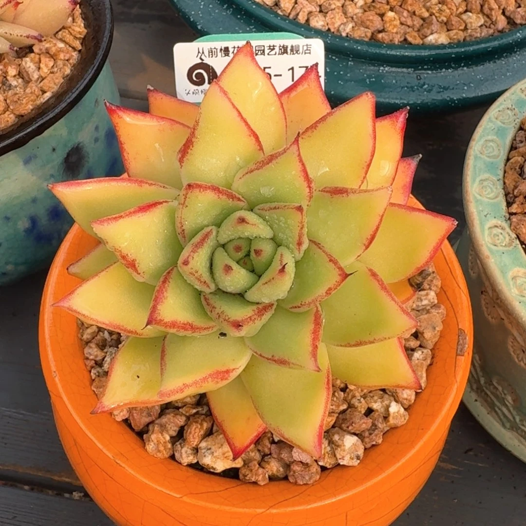 从前慢多肉精选编号0215.174